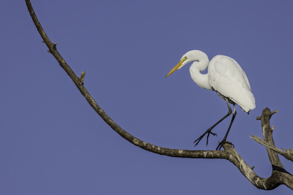Great Egret - ML652665540
