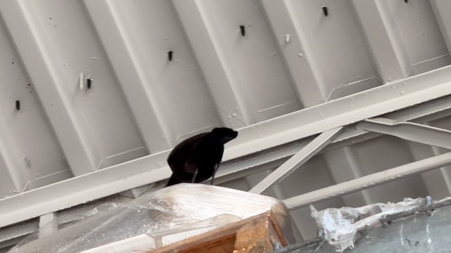 Quiscale bronzé - ML652665620