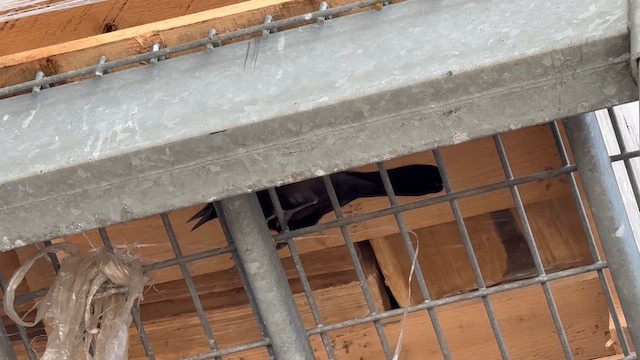 Quiscale bronzé - ML652665621