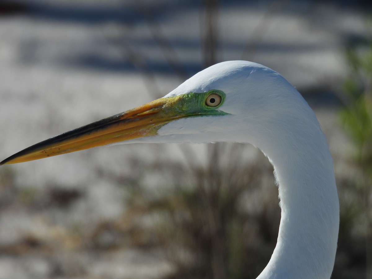 Great Egret - ML652665660