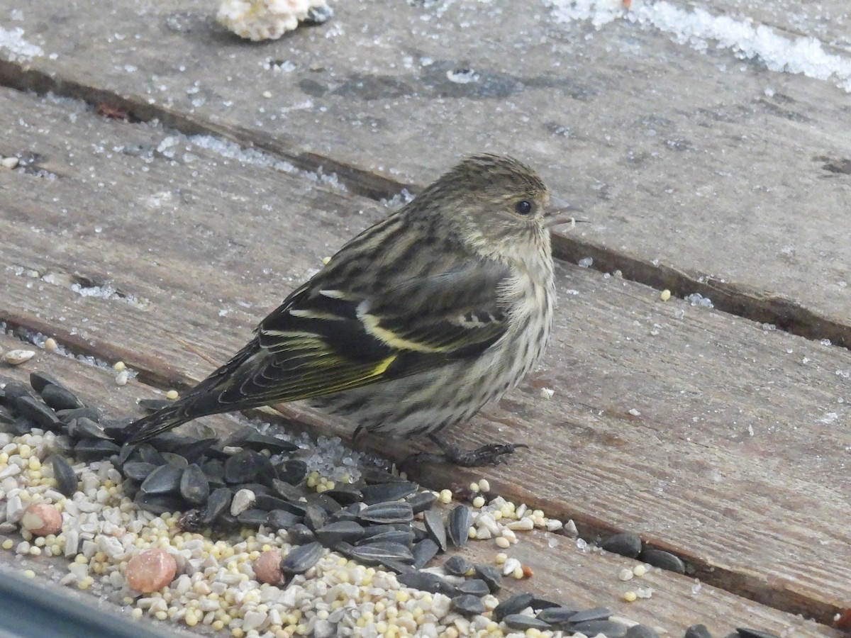 Jilguero de Los Pinos - ML652665679