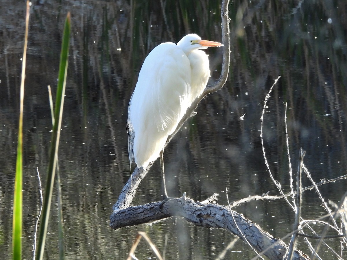 Great Egret - ML652665711