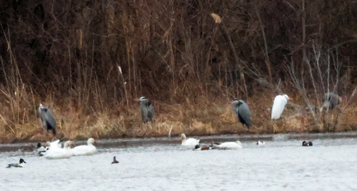 Great Egret - ML652665761