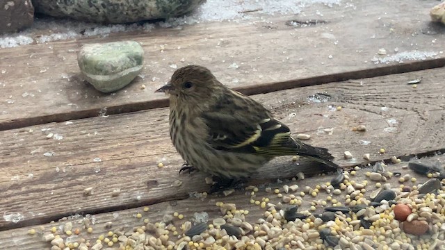 Jilguero de Los Pinos - ML652665796