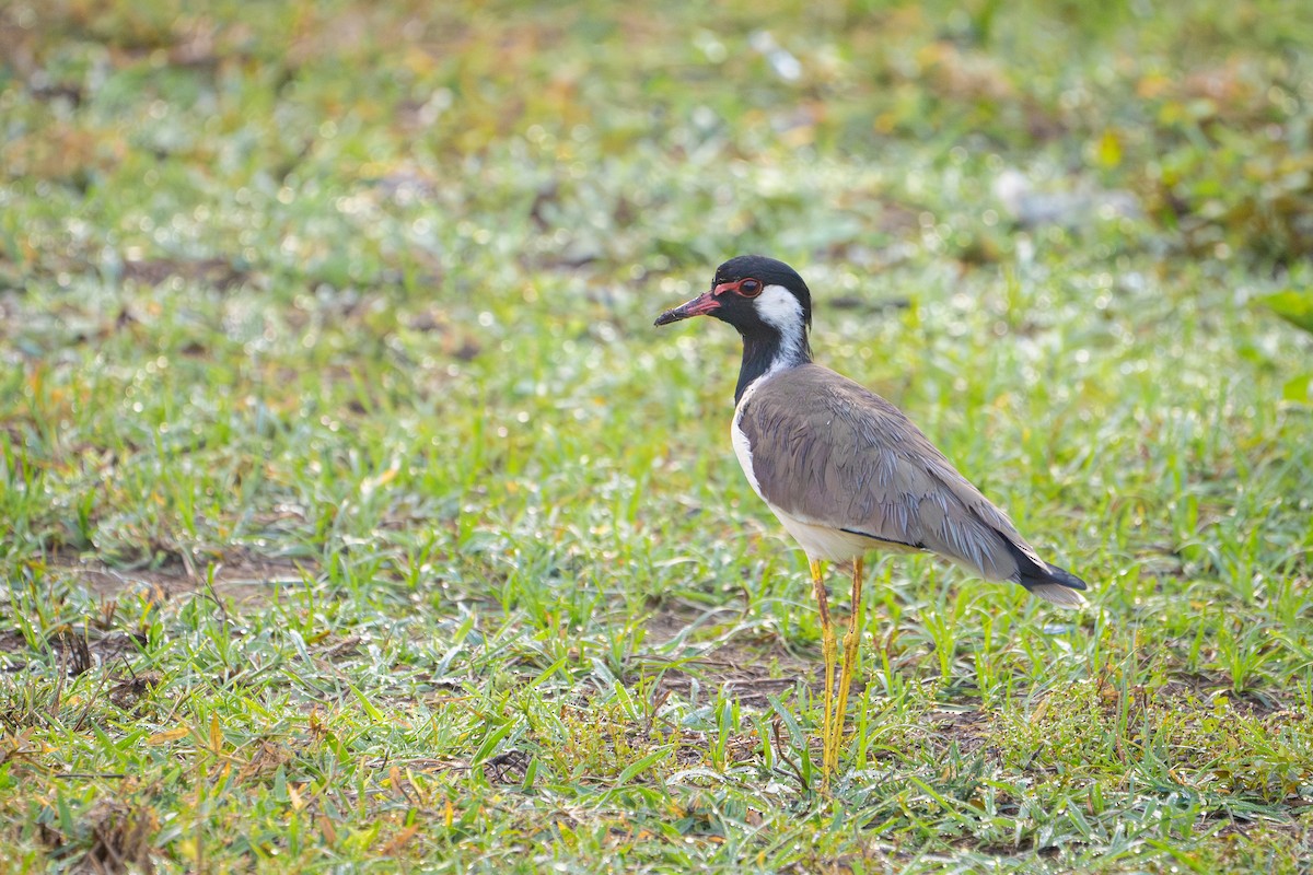 Avefría India - ML652665823