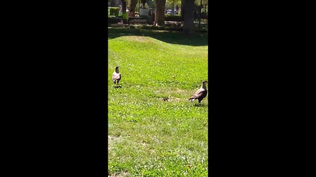 Caracara huppé - ML652665846