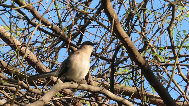 Moqueur polyglotte - ML652665879