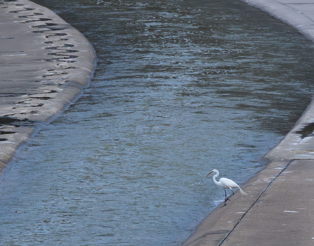 Great Egret - ML652665934