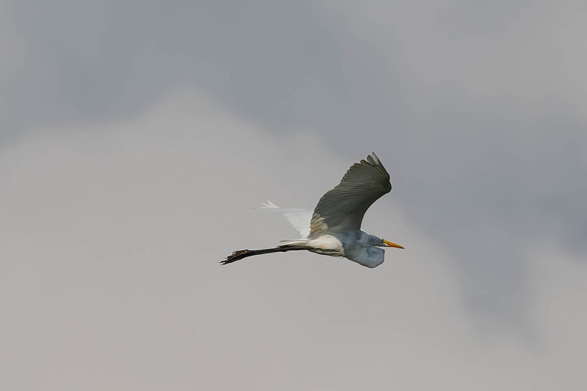 Great Egret - ML652666022