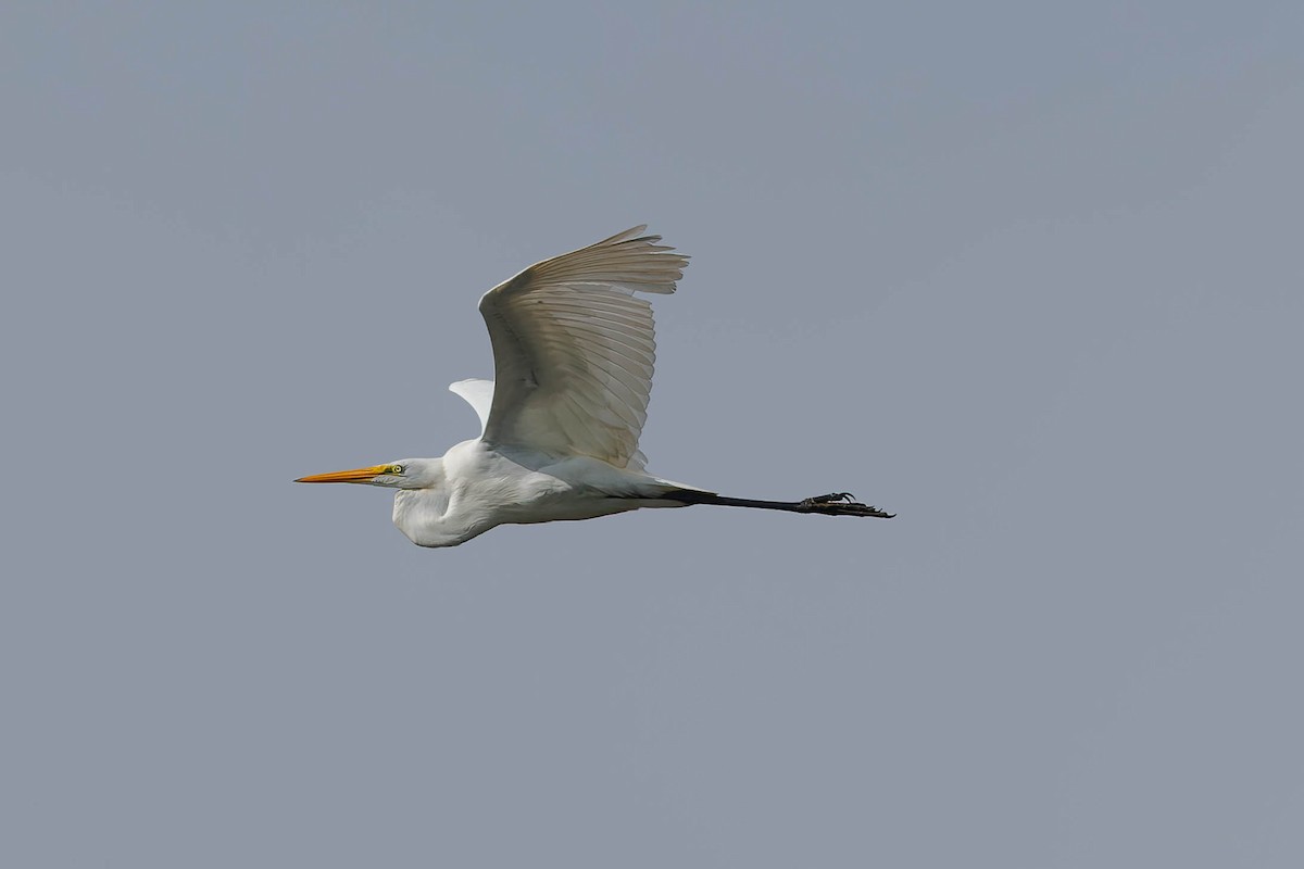 Great Egret - ML652666023