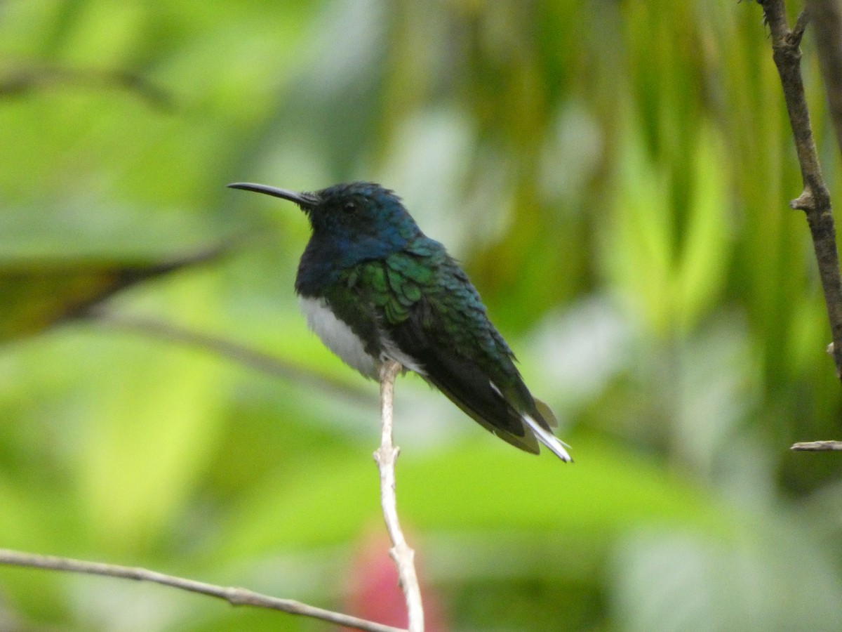 White-necked Jacobin - ML652666048