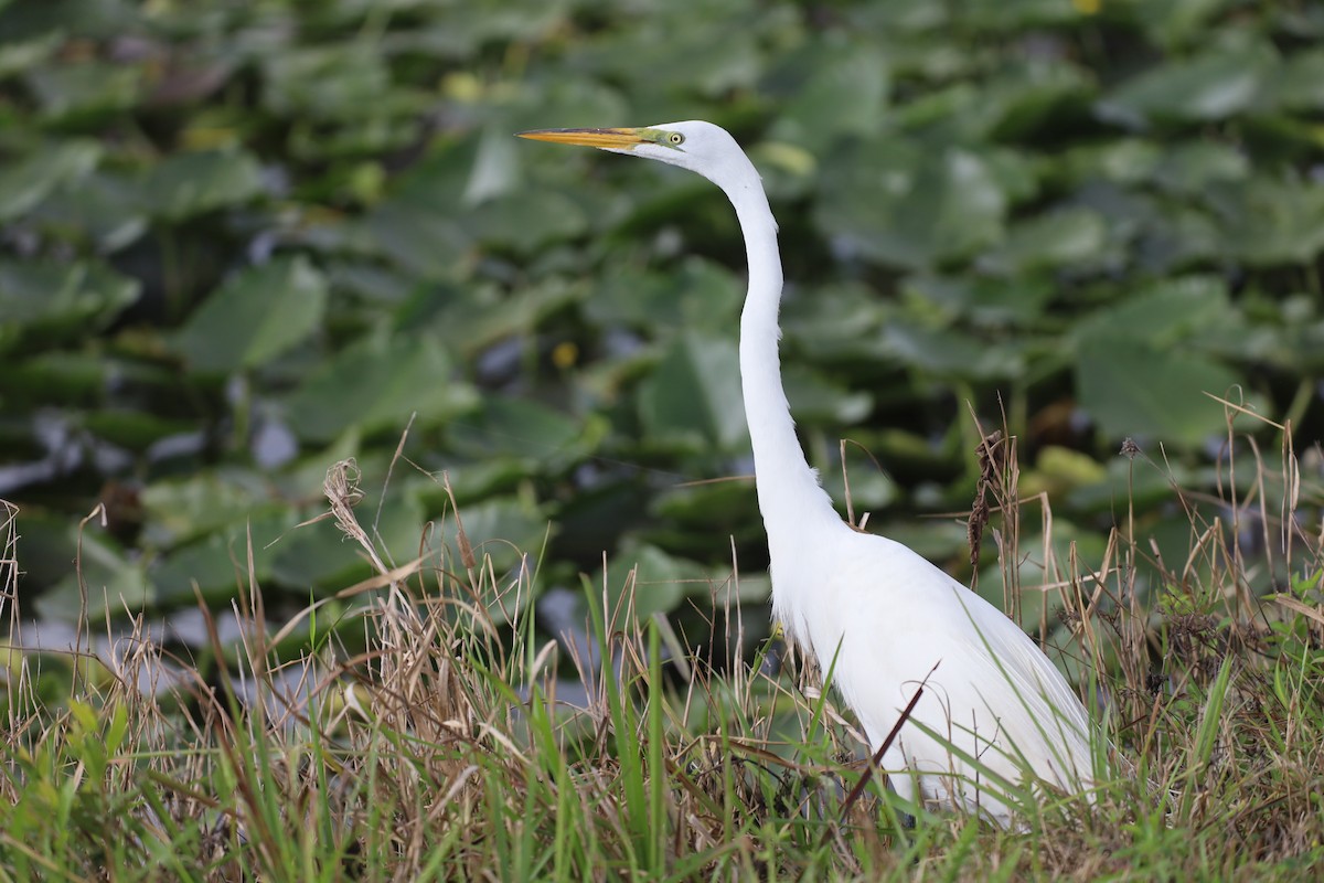 Great Egret - ML652666072