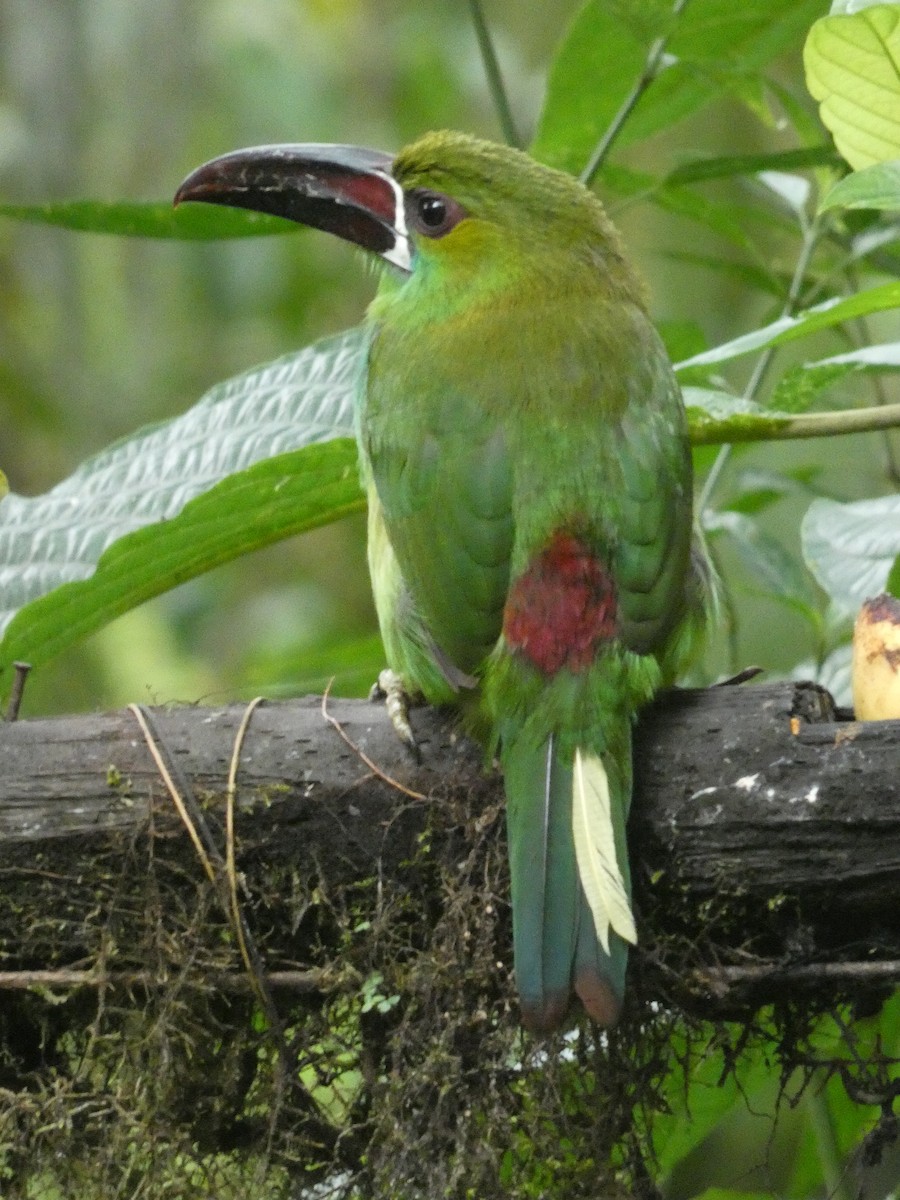 Crimson-rumped Toucanet - ML652666077