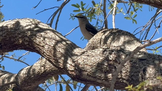 Moqueur polyglotte - ML652666123