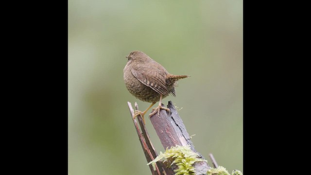 Troglodyte de Baird - ML652666154