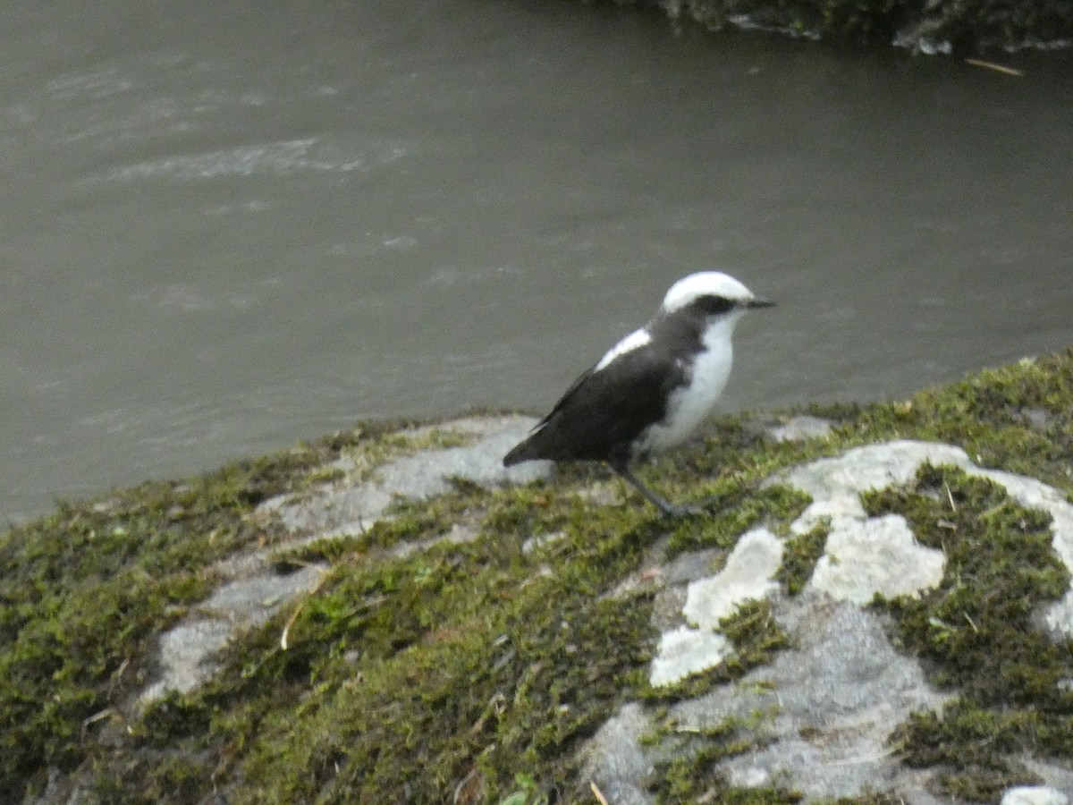 White-capped Dipper - ML652666226