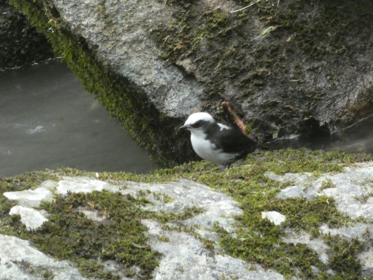 White-capped Dipper - ML652666227