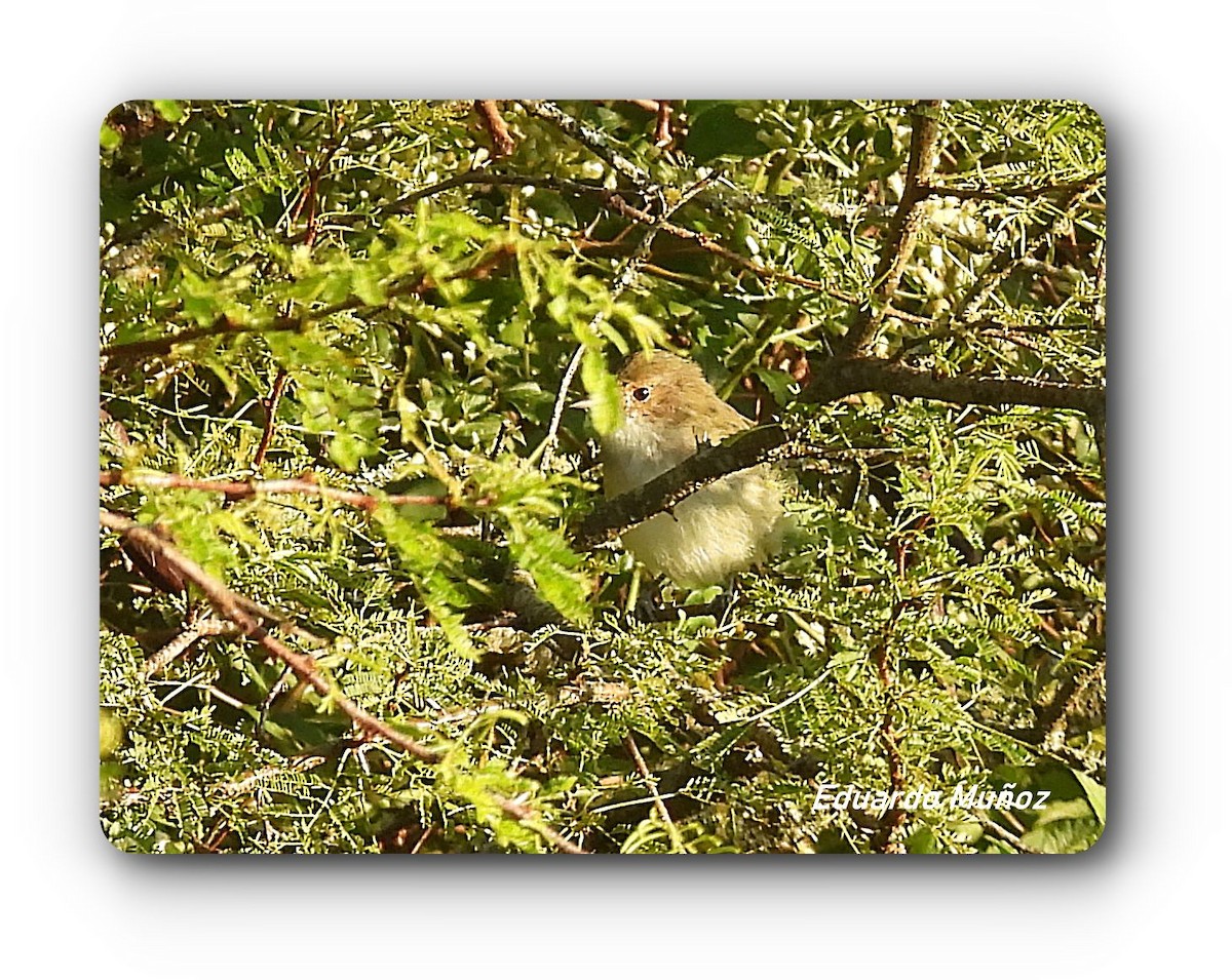 Fulvous-crowned Scrub-Tyrant - ML652666255