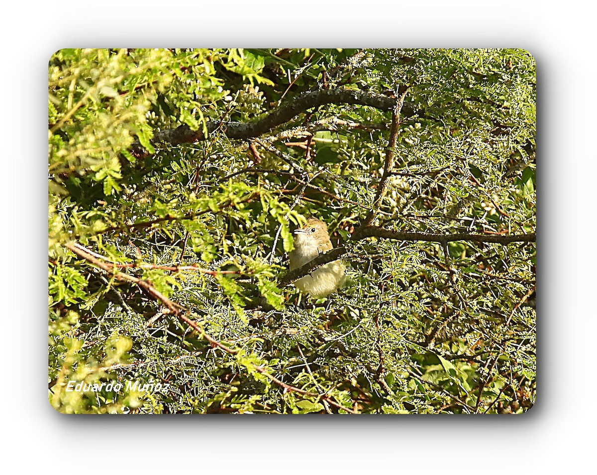 Fulvous-crowned Scrub-Tyrant - ML652666256