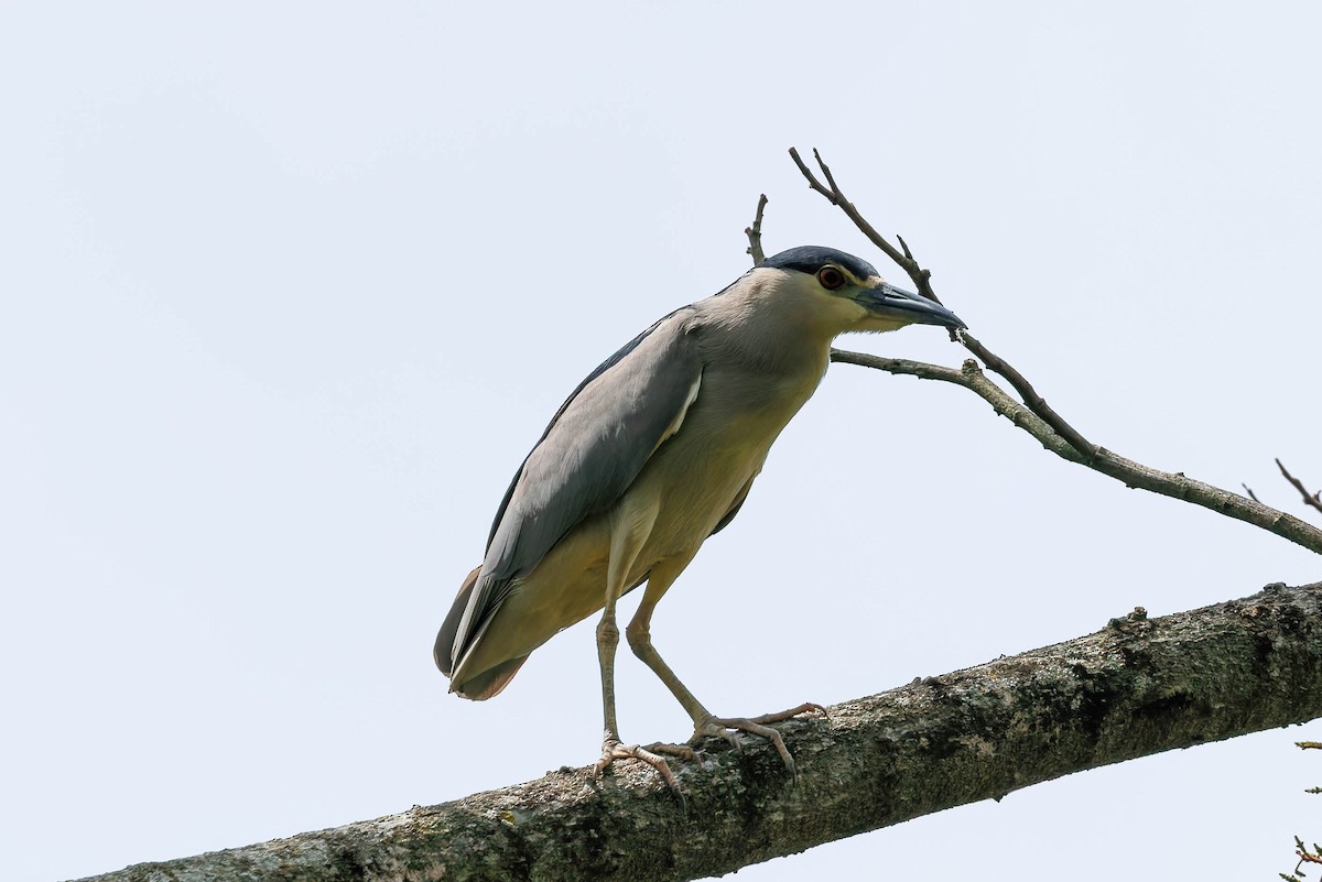 Ногоовор зашин - ML652666271