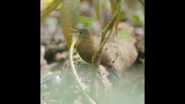 Sclérure à gorge grise - ML652666292