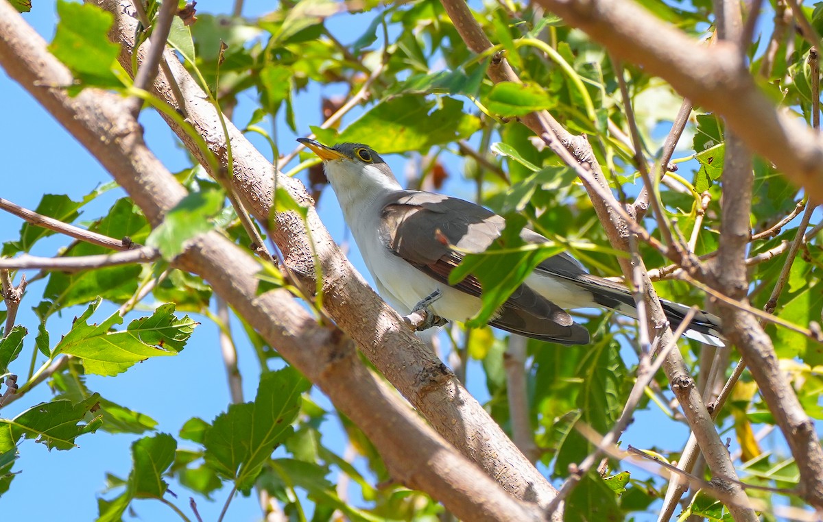 Coulicou à bec jaune - ML652666368