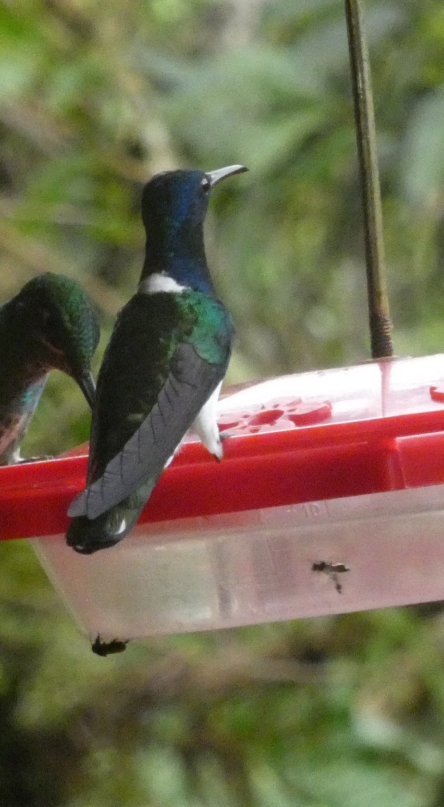White-necked Jacobin - ML652666372