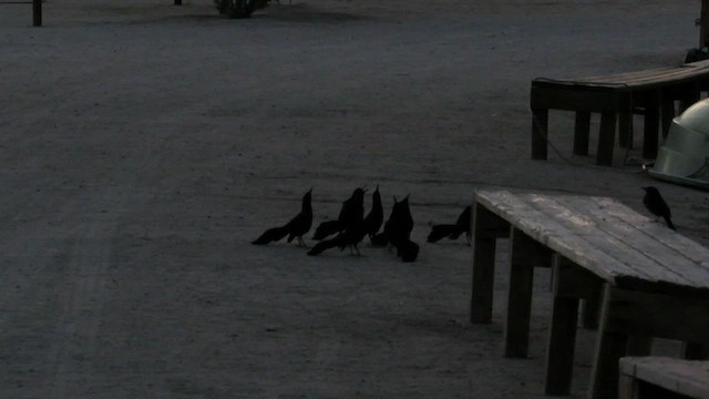 Quiscale à longue queue - ML652666479