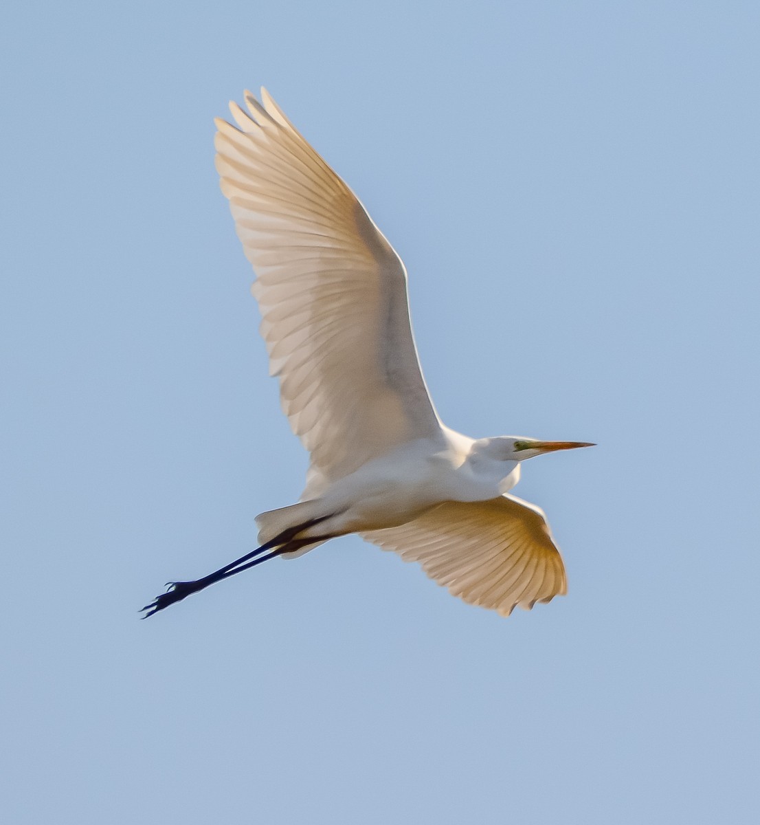 Great Egret - ML652666489