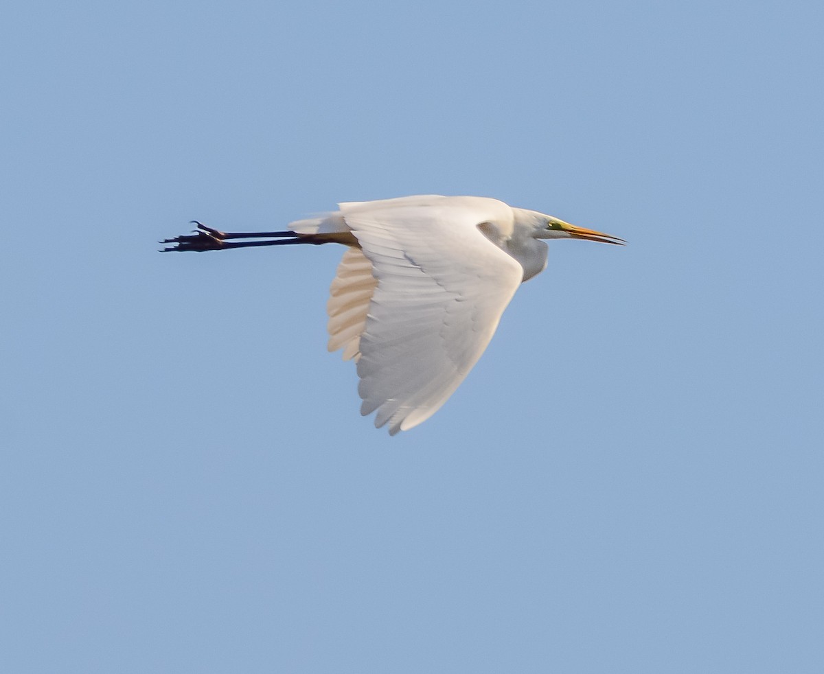 Great Egret - ML652666490