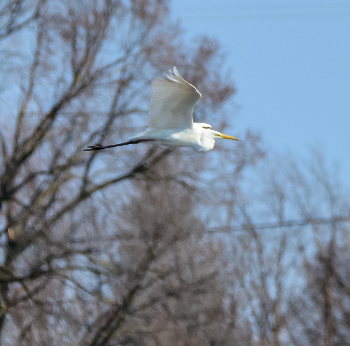 Great Egret - ML652666491