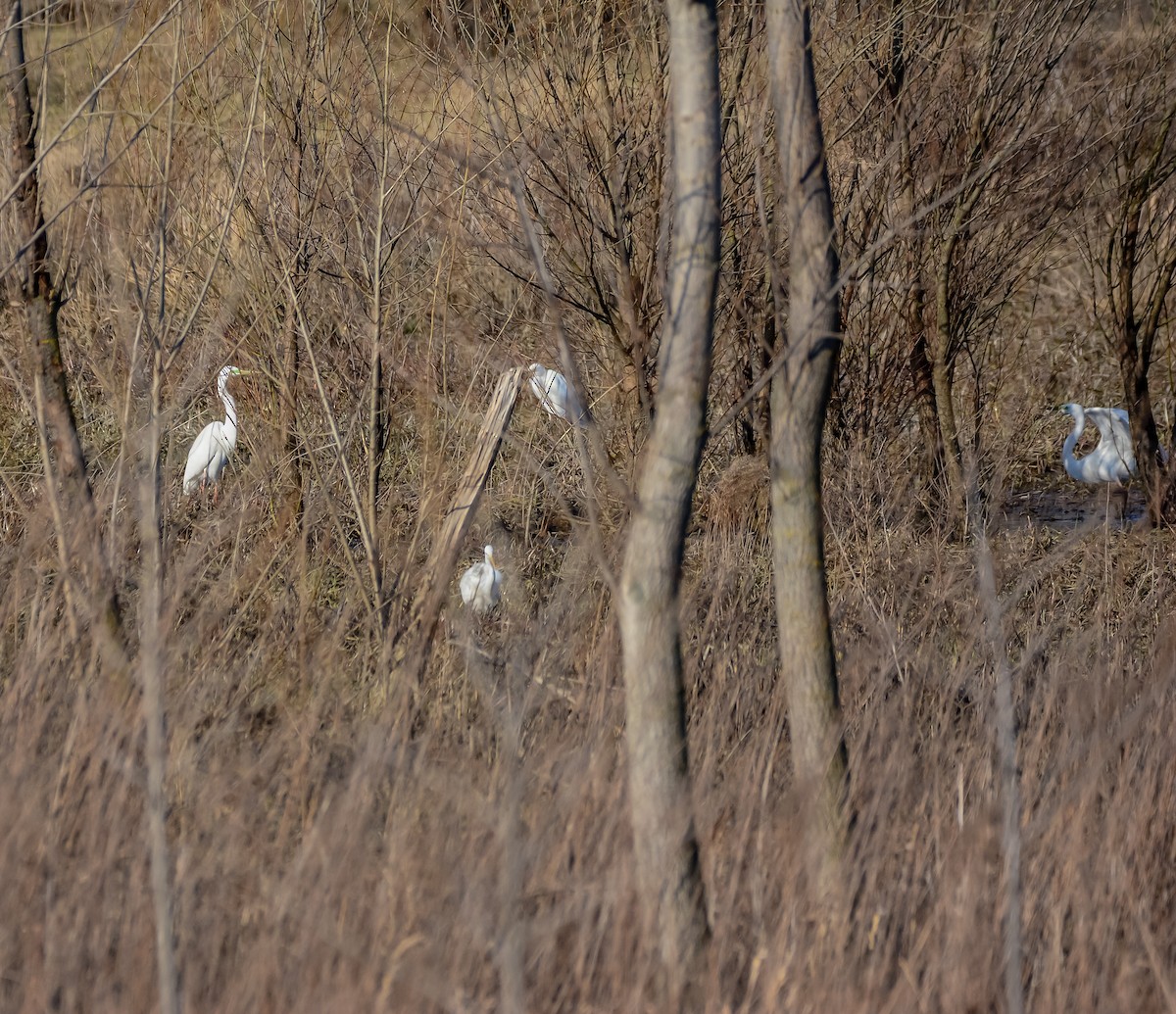 Great Egret - ML652666492