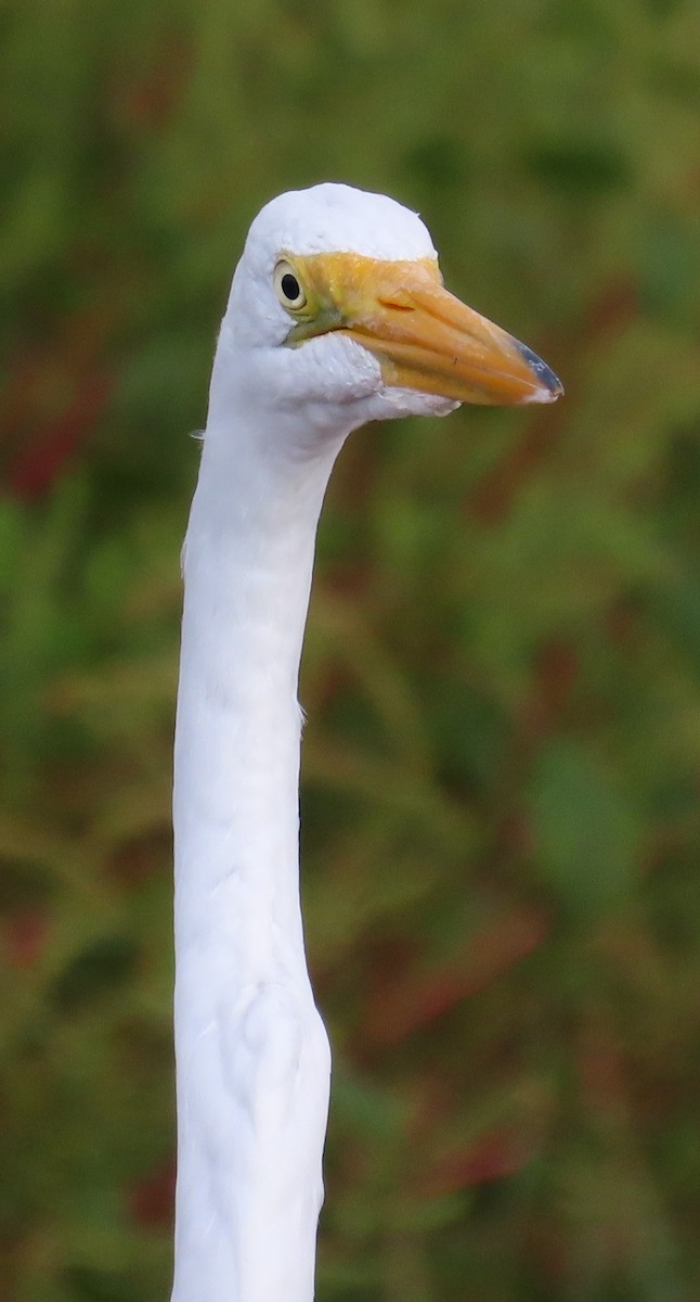 Great Egret - ML652666548