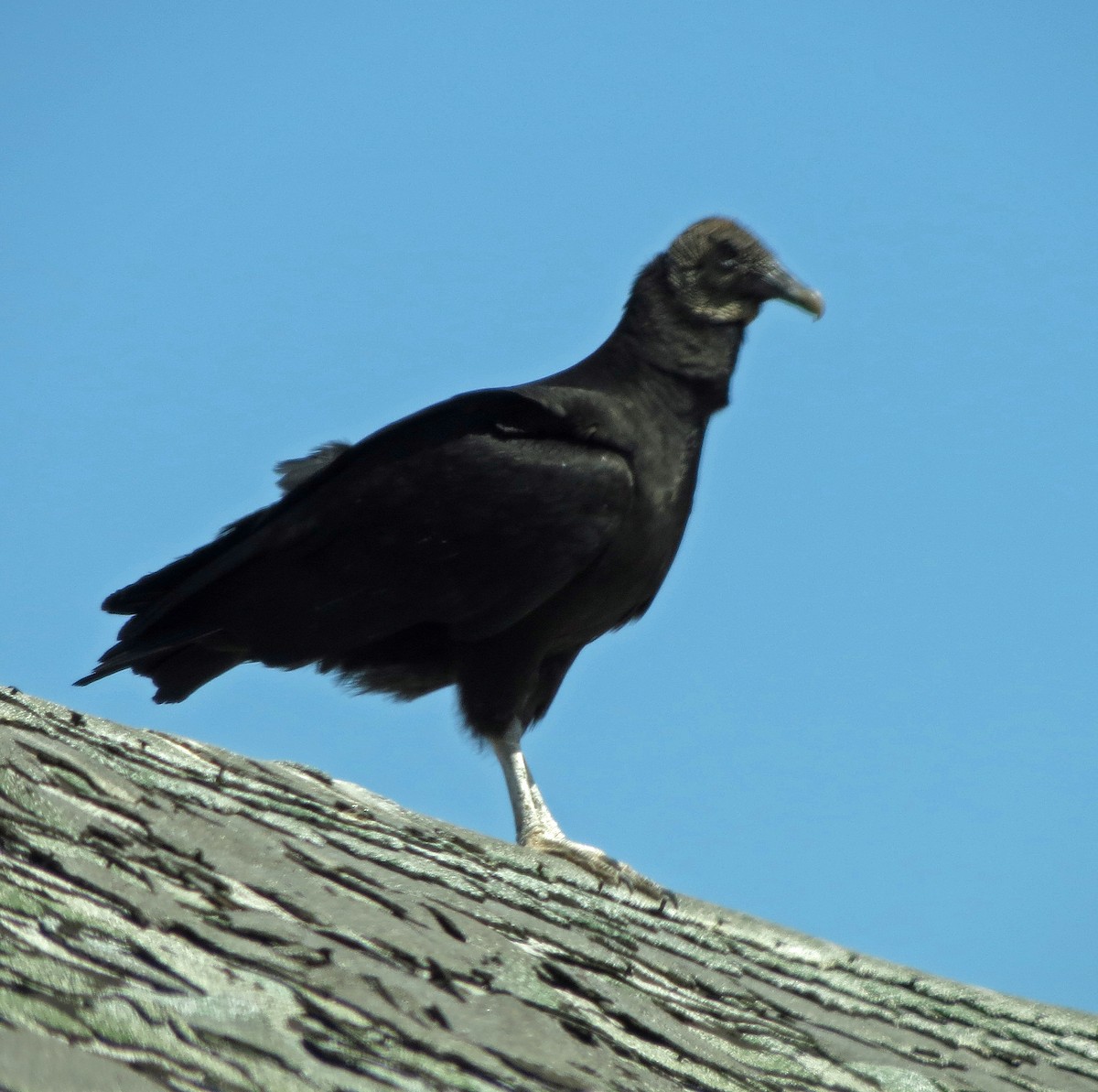 kondor havranovitý - ML652666568