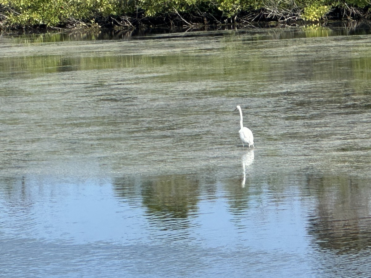 Great Egret - ML652666577