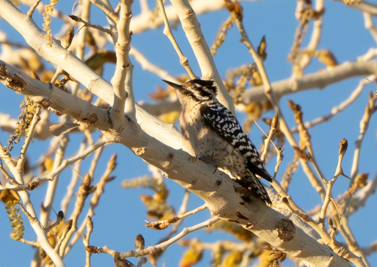 Ladder-backed Woodpecker - ML652666668