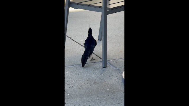 Quiscale à longue queue - ML652666758