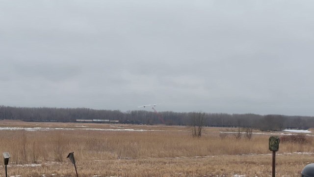 Cygne trompette - ML652666810