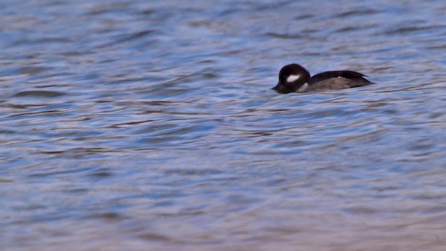 Petit Garrot - ML652666919