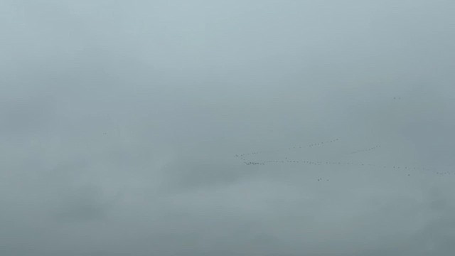 Oie des neiges - ML652667015