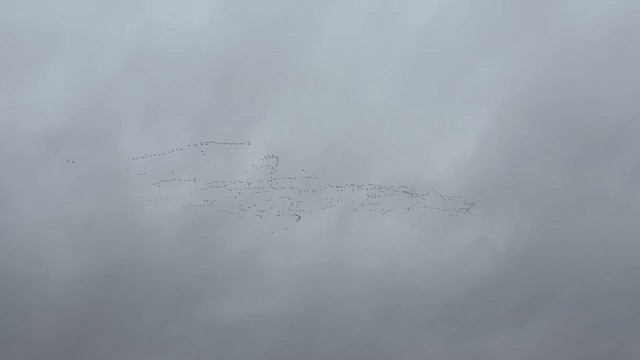 Oie des neiges - ML652667016