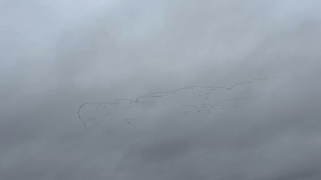 Oie des neiges - ML652667017