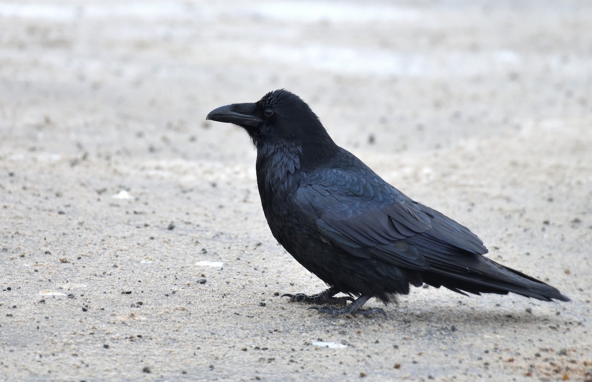 krkavec velký - ML652667018