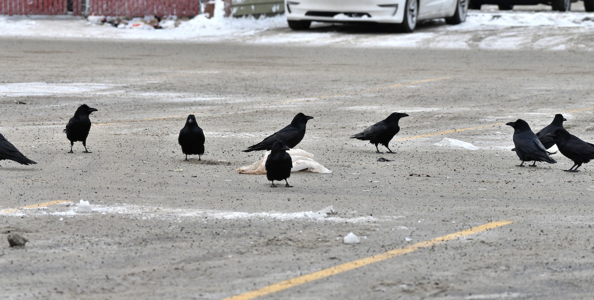 krkavec velký - ML652667024