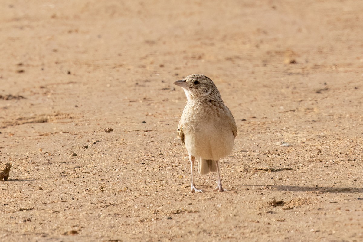 Alouette de Java (groupe cantillans) - ML652667038