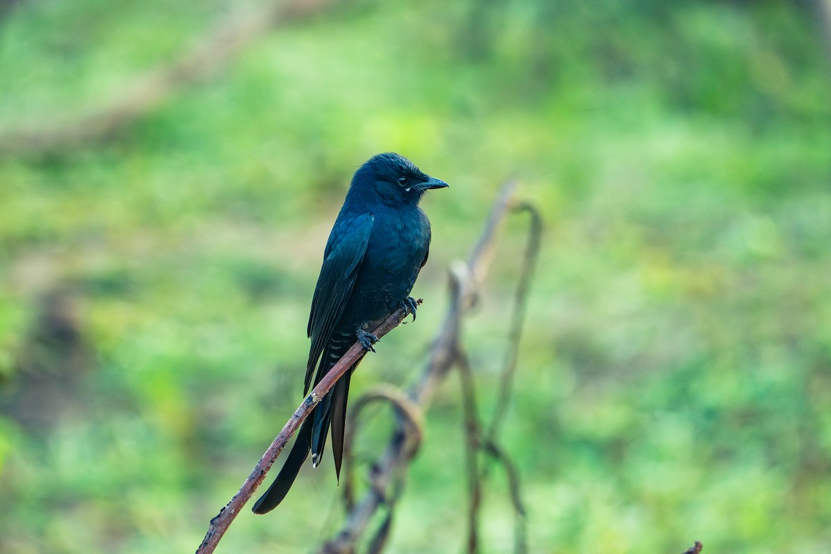 Drongo Real - ML652667048