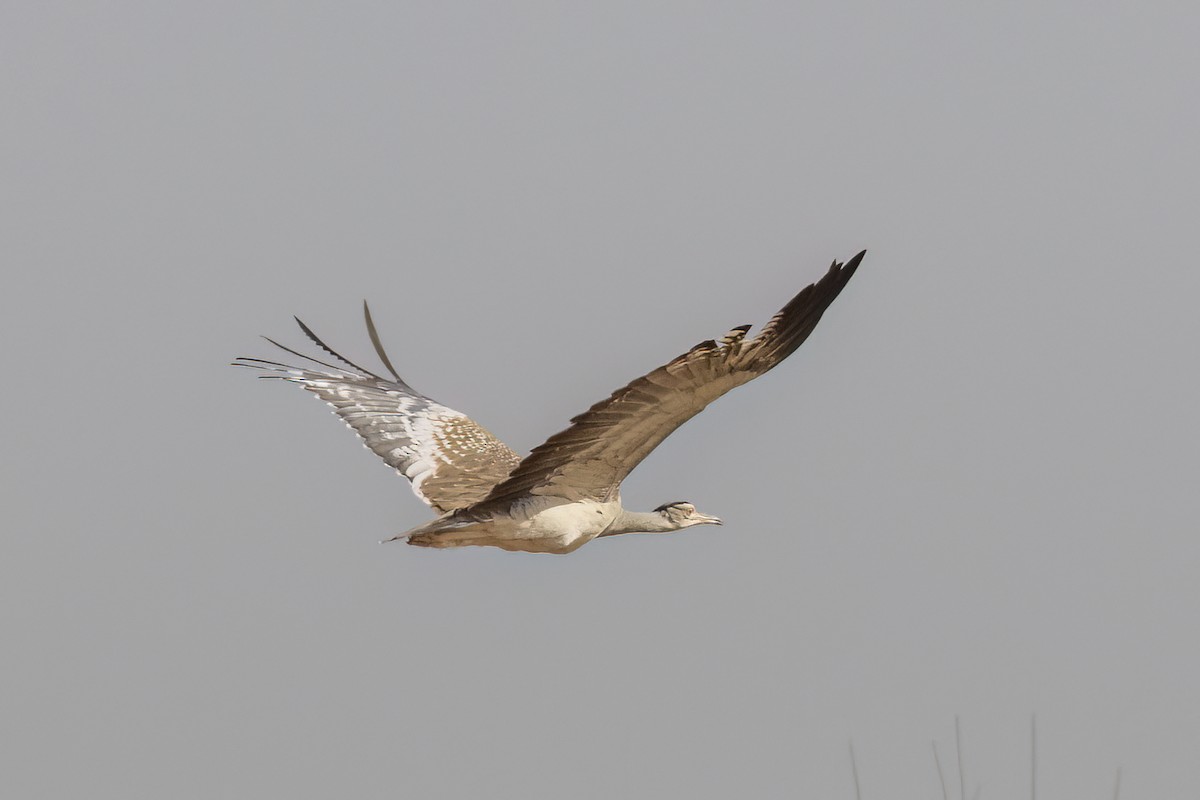 Outarde arabe - ML652667049