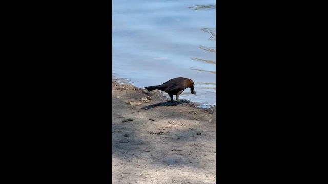 Quiscale à longue queue - ML652667095