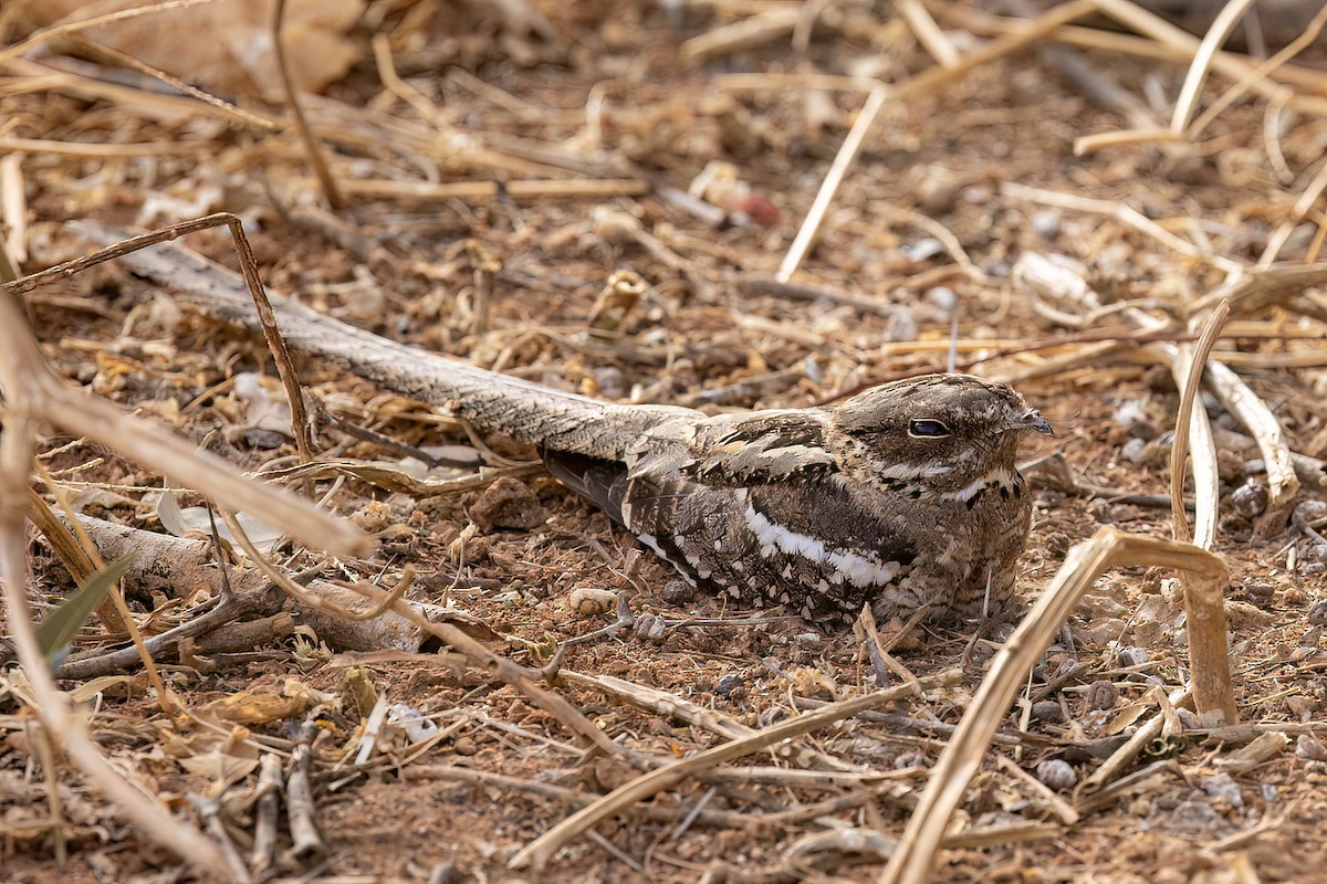 Engoulevent à longue queue - ML652667139