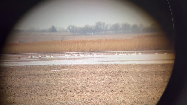 Cygne siffleur - ML652667186